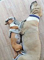 Chevere Beach Cabañas sas