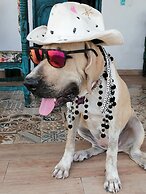 Chevere Beach Cabañas sas