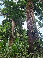 Chevere Beach Cabañas sas