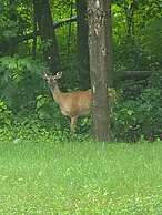 Le Ptit Canada Escape