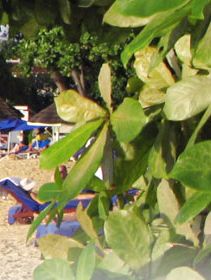 Paynes Bay Hotels