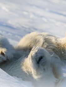 Longyearbyen Hotels